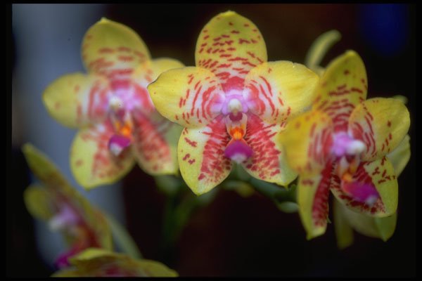 453017 Vanda A4 Photo Print