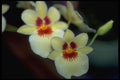 453018 Miltoniopsis A4 Photo Print