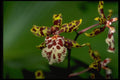 453019 Oncidium A4 Photo Print
