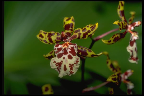 453019 Oncidium A4 Photo Print