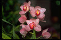 453020 Cymbidium A4 Photo Print
