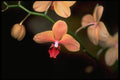 453021 Phalaenopsis A4 Photo Print