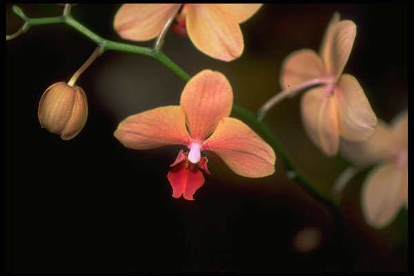 453021 Phalaenopsis A4 Photo Print