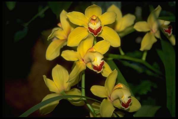 453022 Cymbidium A4 Photo Print
