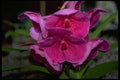 453023 Vanda A4 Photo Print