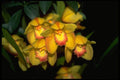 453024 Cymbidium A4 Photo Print