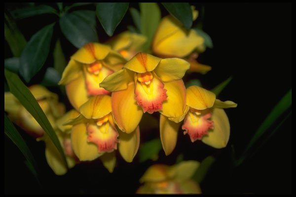 453024 Cymbidium A4 Photo Print