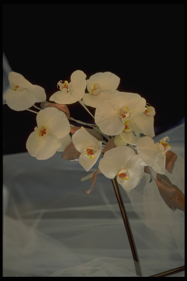 453025 Orchid Bridal Bouquet Phalaenopsis A4 Photo Print