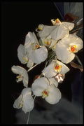 453026 Orchid Bridal Bouquet Phalaenopsis A4 Photo Print