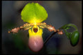 453027 Paphiopedilum A4 Photo Print