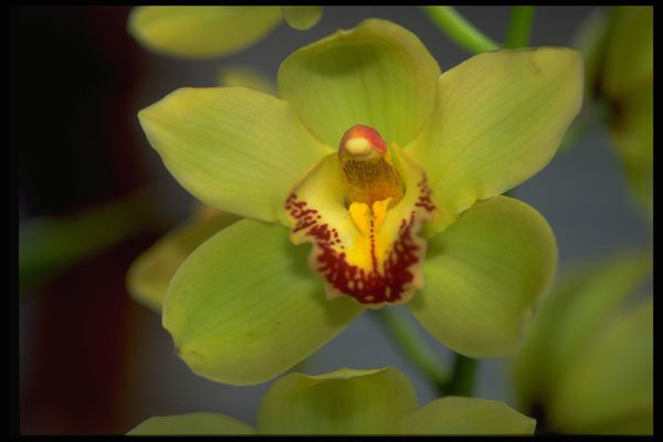 453028 Cymbidium A4 Photo Print