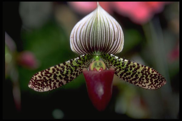 453029 Paphiopedilum A4 Photo Print