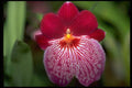 453030 Miltoniopsis A4 Photo Print