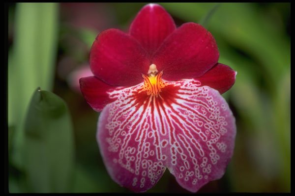 453030 Miltoniopsis A4 Photo Print