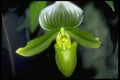 453031 Paphiopedilum Maudiae A4 Photo Print