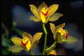 453032 Dendobium A4 Photo Print