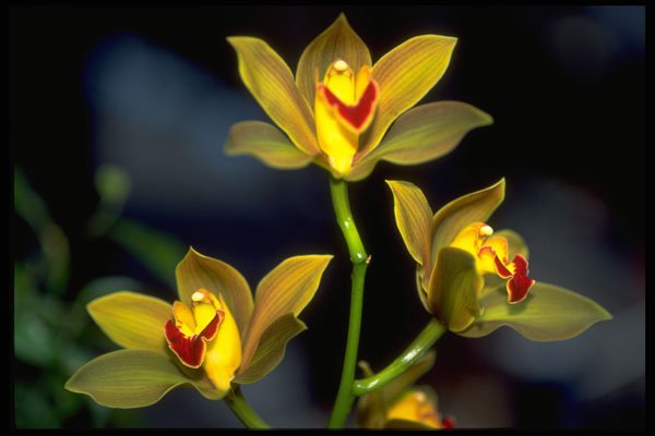 453032 Dendobium A4 Photo Print
