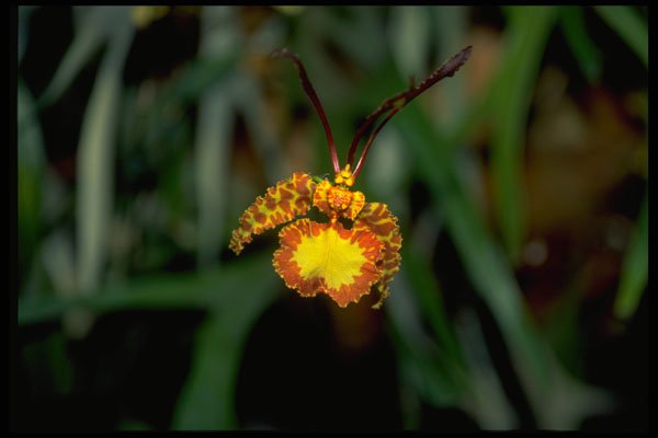453033 Psychopsis A4 Photo Print