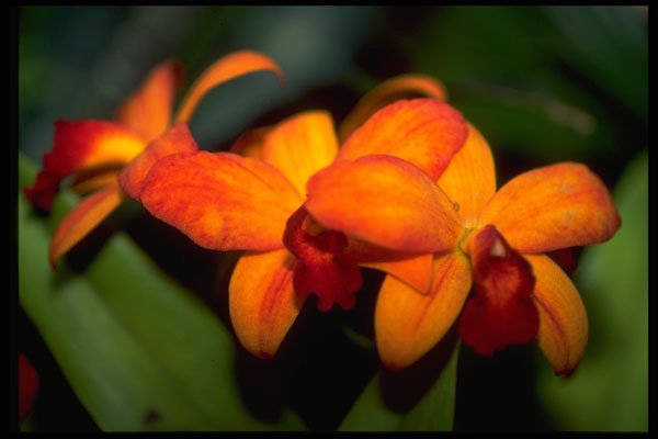 453034 Cymbidium A4 Photo Print