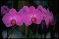 453035 Phalaenopsis A4 Photo Print