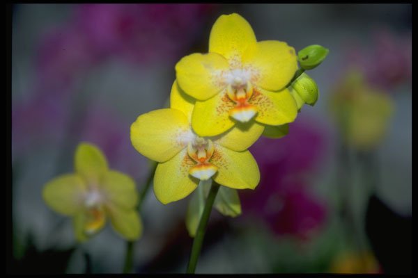 453036 Vanda A4 Photo Print