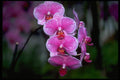 453037 Phalaenopsis A4 Photo Print