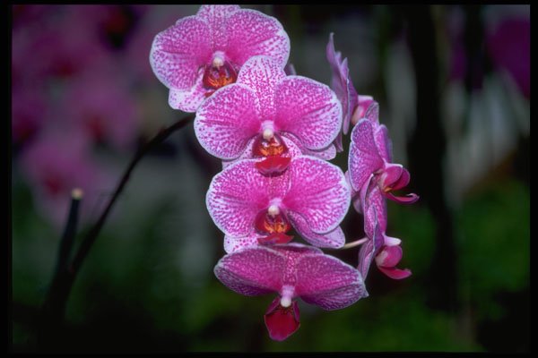 453037 Phalaenopsis A4 Photo Print