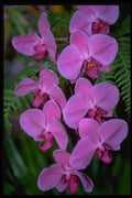 453038 Phalaenopsis A4 Photo Print
