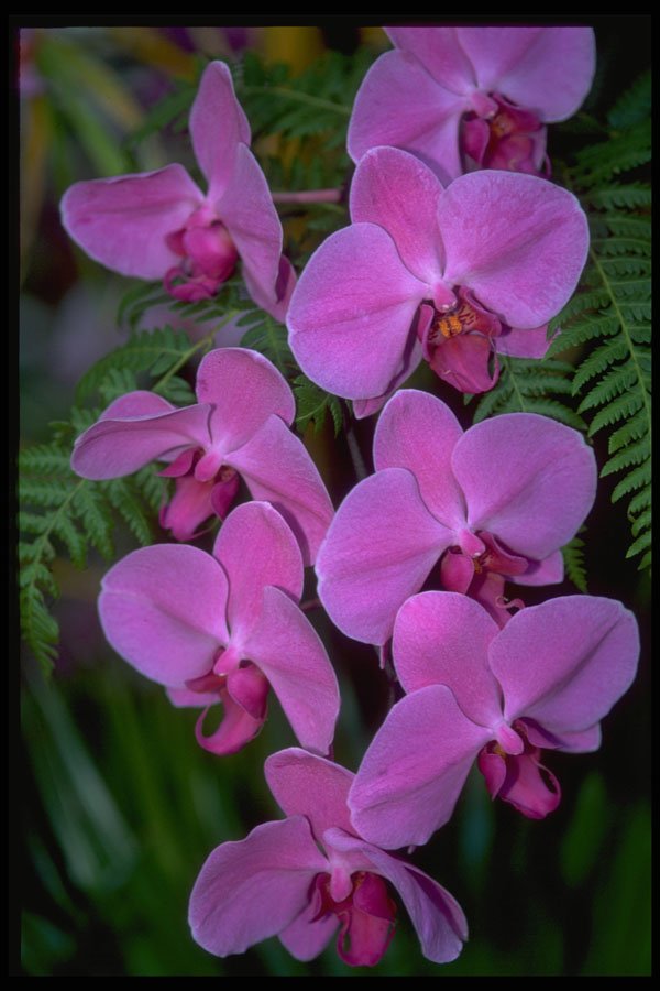 453038 Phalaenopsis A4 Photo Print
