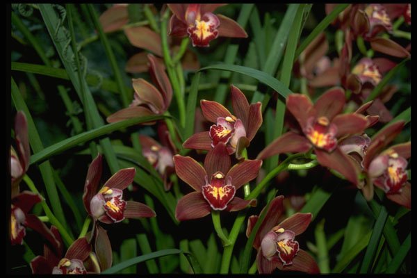 453039 Dendrobium A4 Photo Print