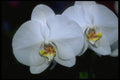 453040 Phalaenopsis A4 Photo Print