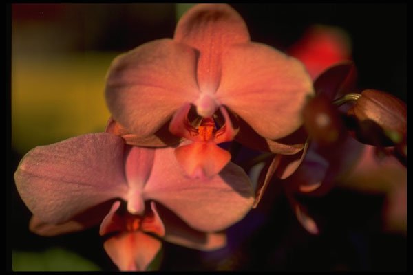 453041 Phalaenopsis A4 Photo Print