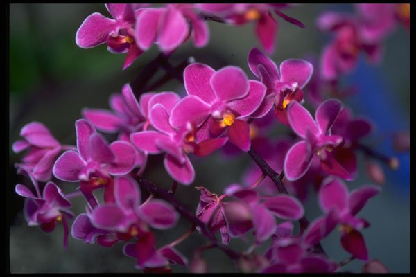 453042 Phalaenopsis A4 Photo Print