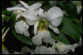 453043 Cattleya A4 Photo Print