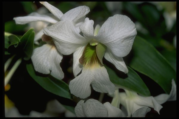 453043 Cattleya A4 Photo Print