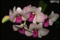 453044 Dendrobium A4 Photo Print