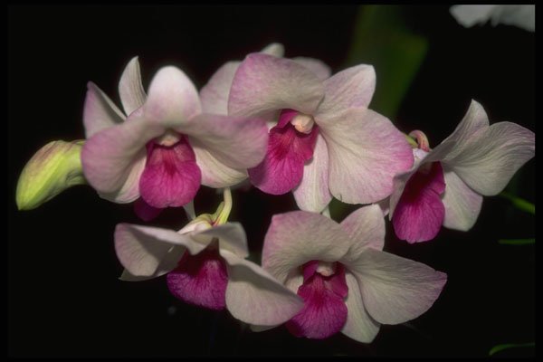 453044 Dendrobium A4 Photo Print