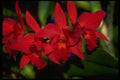 453045 Cattleya A4 Photo Print