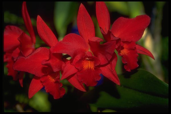 453045 Cattleya A4 Photo Print
