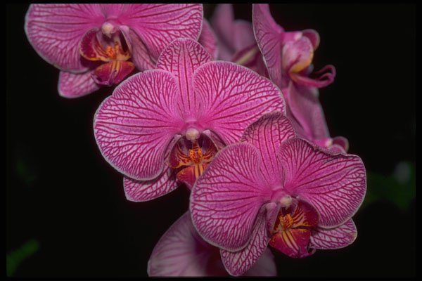 453046 Phalaenopsis A4 Photo Print