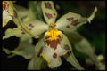 453047 Odontoglossum A4 Photo Print