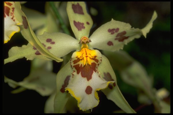 453047 Odontoglossum A4 Photo Print