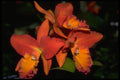 453048 Cattleya A4 Photo Print