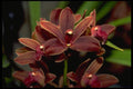 453049 Dendrobium A4 Photo Print