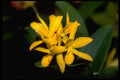453050 Laelia A4 Photo Print