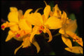 453051 Cattleya A4 Photo Print