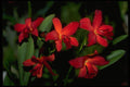 453052 Dendrobium A4 Photo Print