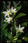 453053 Dendrobium A4 Photo Print