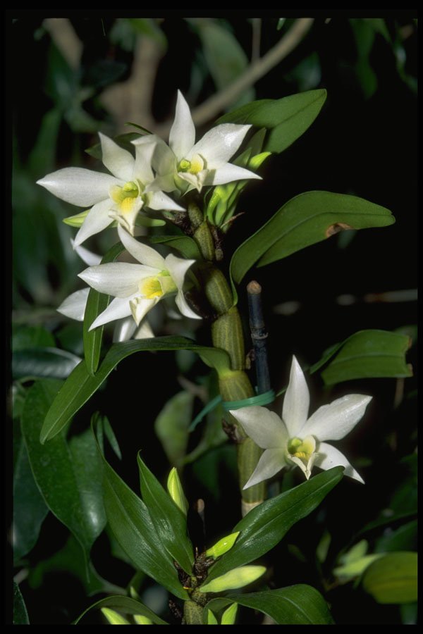 453053 Dendrobium A4 Photo Print