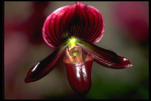 453054 Paphiopedilum A4 Photo Print